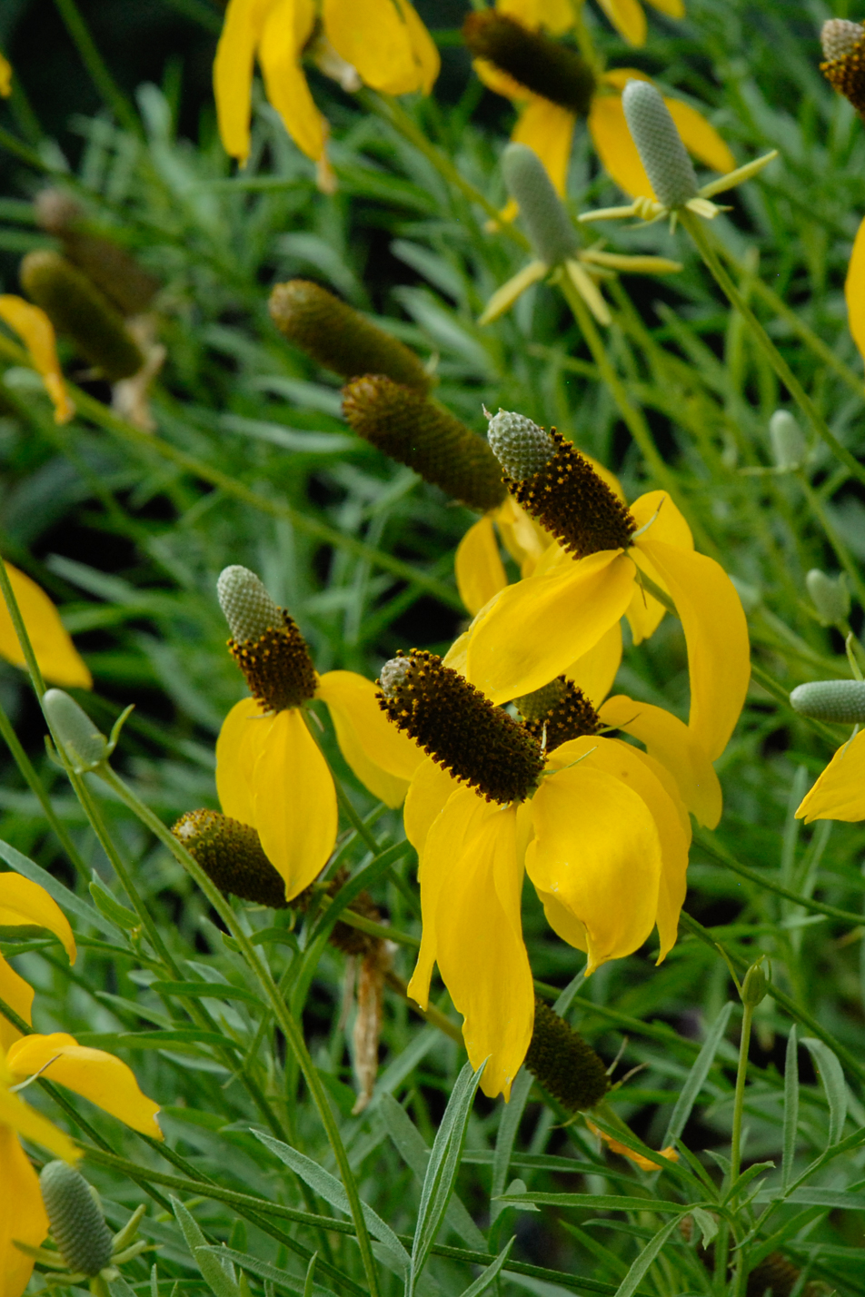 Prairie Coneflower
